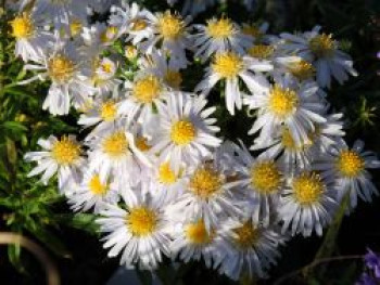 Kissen-Aster 'Apollo', Symphyotrichum dumosum 'Apollo', Topfware von Symphyotrichum dumosum 'Apollo'