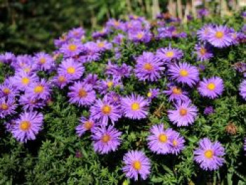 Kissen-Aster 'Augenweide', Symphyotrichum dumosum 'Augenweide', Topfware von Symphyotrichum dumosum 'Augenweide'