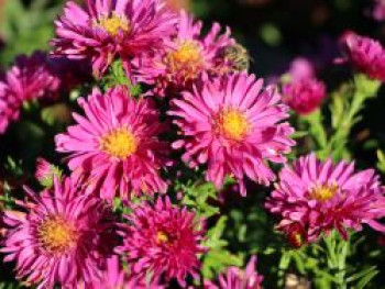Kissen-Aster 'Granat', Symphyotrichum dumosum 'Granat', Topfware von Symphyotrichum dumosum 'Granat'