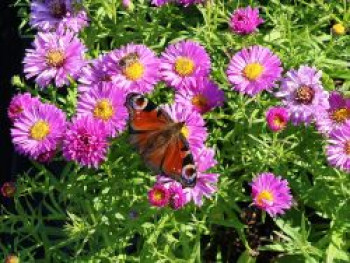 Kissen-Aster 'Heinz Richard', Symphyotrichum dumosum 'Heinz Richard', Topfware von Symphyotrichum dumosum 'Heinz Richard'