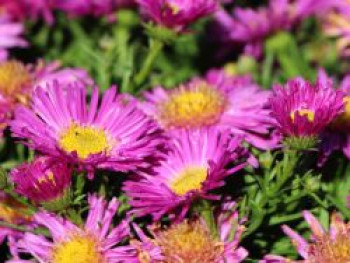 Kissen-Aster 'Kassel', Symphyotrichum dumosum 'Kassel', Topfware von Symphyotrichum dumosum 'Kassel'