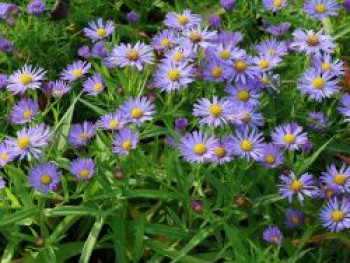 Kissen-Aster 'Mittelmeer', Symphyotrichum dumosum 'Mittelmeer', Topfware von Symphyotrichum dumosum 'Mittelmeer'