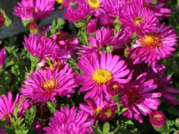 Kissen-Aster 'Starlight', Symphyotrichum dumosum 'Starlight', Topfware von Symphyotrichum dumosum 'Starlight'