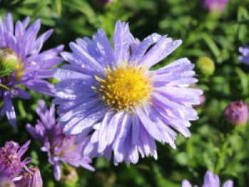 Kissen-Aster 'Zwergenhimmel', Symphyotrichum dumosum 'Zwergenhimmel', Topfware von Symphyotrichum dumosum 'Zwergenhimmel'