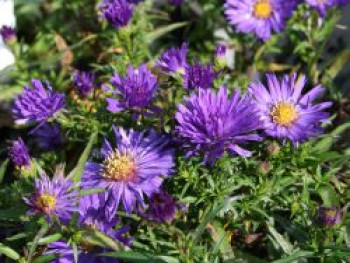 Kissen-Aster, Symphyotrichum dumosum, Topfware von Symphyotrichum dumosum