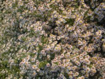 Myrten Aster 'Erlkönig', Aster ericoides 'Erlkönig', Topfware von Aster ericoides 'Erlkönig'