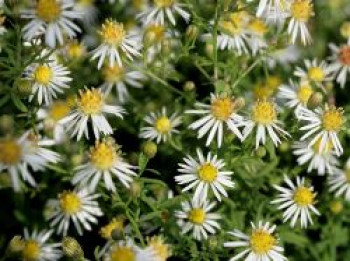 Myrten Aster 'Golden Spray', Aster ericoides 'Golden Spray', Topfware von Aster ericoides 'Golden Spray'