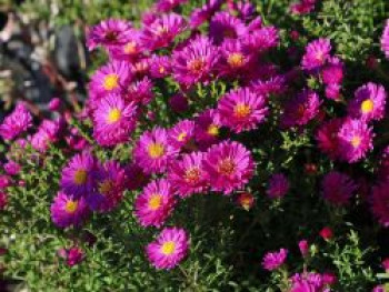 Erika-Aster 'Pixie Red Eye', Aster ericoides 'Pixie Red Eye', Topfware von Aster ericoides 'Pixie Red Eye'