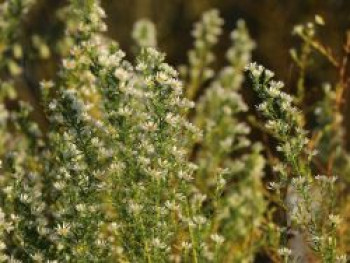 Myrten Aster 'Schneetanne', Aster ericoides 'Schneetanne', Topfware Myrten Aster 'Schneetanne', Aster ericoides 'Schneetanne', Topfware von Aster ericoides 'Schneetanne'