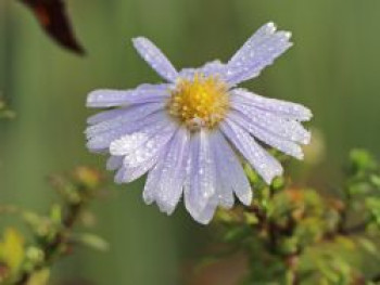 Myrten-Aster 'Yvette Richardson', Aster ericoides 'Yvette Richardson', Topfware von Aster ericoides 'Yvette Richardson'
