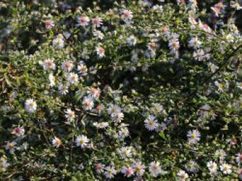 Waagerechte Aster 'Speyrer Herbstwoge', Aster lateriflorus 'Speyrer Herbstwoge', Topfware von Aster lateriflorus 'Speyrer Herbstwoge'