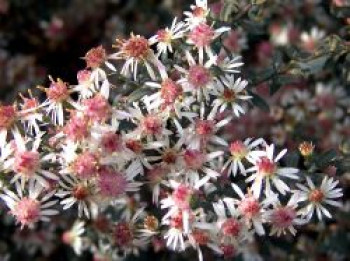 Waagerechte Aster 'Prince', Aster lateriflorus var. horizontailis 'Prince', Topfware von Aster lateriflorus var. horizontailis 'Prince'