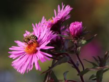 Raublatt-Aster 'Abendsonne', Aster novae-angliae 'Abendsonne', Topfware von Aster novae-angliae 'Abendsonne'
