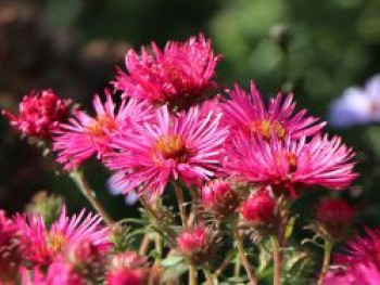 Raublatt-Aster 'Alma Pötschke', Aster novae-angliae 'Alma Pötschke', Topfware von Aster novae-angliae 'Alma Pötschke'