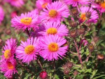 Raublatt-Aster 'Andenken an Paul Gerber', Aster novae-angliae 'Andenken an Paul Gerber', Topfware von Aster novae-angliae 'Andenken an Paul Gerber'