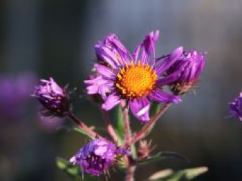 Raublatt-Aster 'Barr's Blue', Aster novae-angliae 'Barr's Blue', Topfware von Aster novae-angliae 'Barr's Blue'