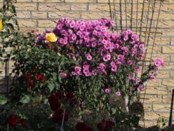 Raublatt-Aster 'Barr's Pink', Aster novae-angliae 'Barr's Pink', Topfware von Aster novae-angliae 'Barr's Pink'
