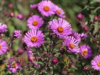 Raublatt-Aster 'Herbstflieder', Aster novae-angliae 'Herbstflieder', Topfware von Aster novae-angliae 'Herbstflieder'
