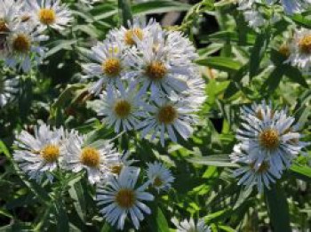 Raublatt-Aster 'Herbstschnee', Aster novae-angliae 'Herbstschnee', Topfware von Aster novae-angliae 'Herbstschnee'
