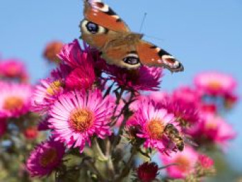 Raublatt-Aster 'Lachsglut', Aster novae-angliae 'Lachsglut', Topfware von Aster novae-angliae 'Lachsglut'