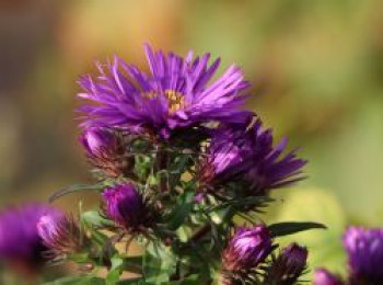 Raublatt-Aster 'Purple Dome', Aster novae-angliae 'Purple Dome', Topfware von Aster novae-angliae 'Purple Dome'