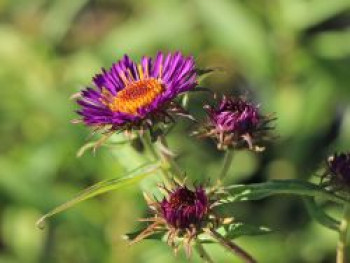 Raublatt-Aster 'Violetta', Aster novae-angliae 'Violetta', Topfware von Aster novae-angliae 'Violetta'