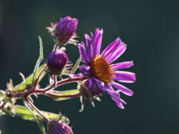 Raublatt-Aster 'W. Bowmann', Aster novae-angliae 'W. Bowman', Topfware von Aster novae-angliae 'W. Bowman'