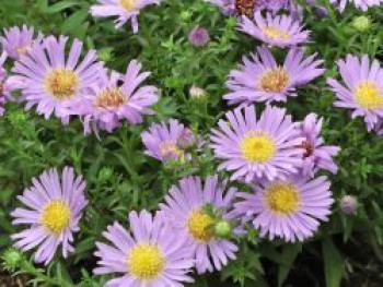 Raublatt-Aster 'Wood's Purple', Aster novae-angliae 'Wood's Purple', Topfware von Aster novae-angliae 'Wood's Purple'