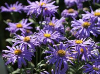 Glattblatt-Aster 'Dauerblau', Aster novi-belgii 'Dauerblau', Topfware von Aster novi-belgii 'Dauerblau'