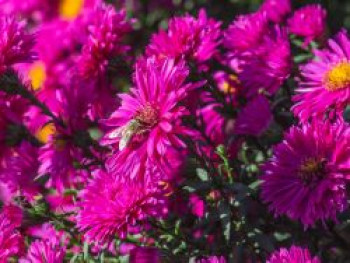 Glattblatt-Aster 'Neron', Aster novi-belgii 'Neron', Topfware von Aster novi-belgii 'Neron'