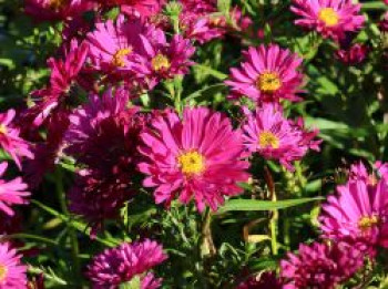 Glattblatt-Aster 'Royal Ruby', Aster novi-belgii 'Royal Ruby', Topfware von Aster novi-belgii 'Royal Ruby'
