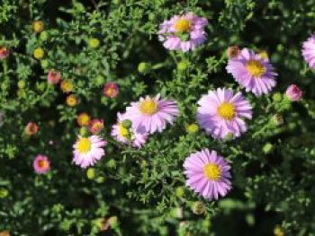 Glattblatt-Aster 'Strawberry and Cream', Aster novi-belgii 'Strawberry and Cream', Topfware von Aster novi-belgii 'Strawberry and Cream'
