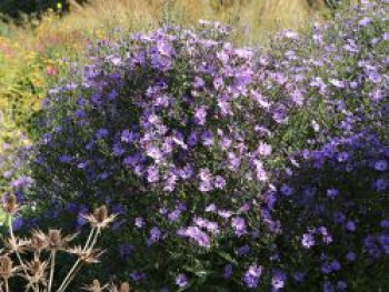 Glattblatt-Aster 'Treffpunkt', Aster novi-belgii 'Treffpunkt', Topfware von Aster novi-belgii 'Treffpunkt'