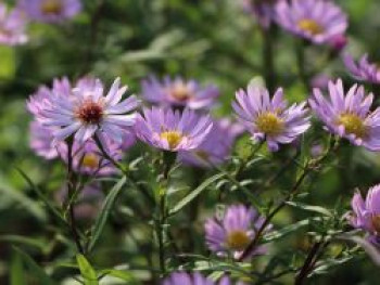 Glattblatt-Aster 'Vasterival', Aster novi-belgii 'Vasterival', Topfware von Aster novi-belgii 'Vasterival'