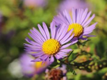 Aromatische Aster 'October Skies', Aster oblongifolius 'October Skies', Topfware von Aster oblongifolius 'October Skies'