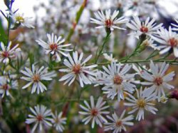 Pringleis Aster 'Monte Cassino', Aster pringlei 'Monte Cassino', Topfware von Aster pringlei 'Monte Cassino'