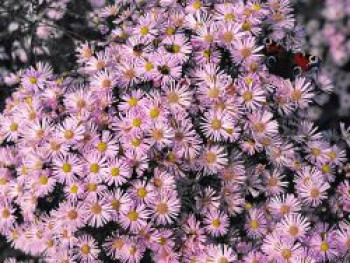 Pringleis-Aster 'Pink Star', Aster pringlei 'Pink Star', Topfware von Aster pringlei 'Pink Star'