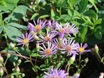 Raspel-Aster 'August Sky', Aster radula 'August Sky', Topfware von Aster radula 'August Sky'
