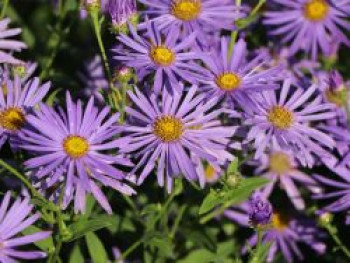 Aster, Aster thomsonii, Topfware von Aster thomsonii