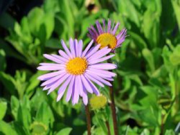 Frühsommer-Aster 'Napsbury', Aster tongolensis 'Napsbury', Topfware von Aster tongolensis 'Napsbury'