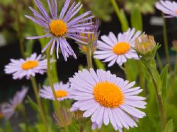 Frühsommer-Aster 'Wartburgstern', Aster tongolensis 'Wartburgstern', Topfware von Aster tongolensis 'Wartburgstern'