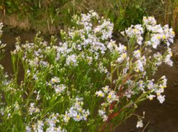 Strand-Aster, Aster tripolium, Topfware von Aster tripolium
