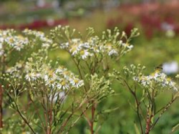 Doldige-Aster 'Weißer Schirm', Aster umbellatus 'Weißer Schirm', Topfware von Aster umbellatus 'Weißer Schirm'