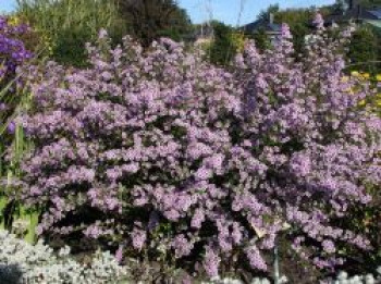 Ruten-Aster 'Lovely', Aster vimineus 'Lovely', Topfware von Aster vimineus 'Lovely'