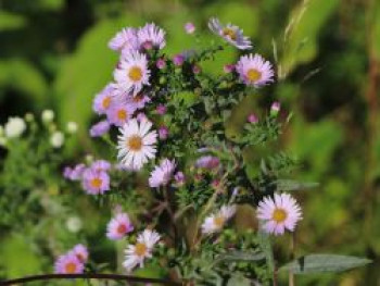 Amethyst-Aster 'Kylie', Aster x amethystinus 'Kylie', Topfware von Aster x amethystinus 'Kylie'