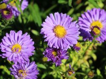 Kissen-Aster 'Sapphire', Symphyotrichum dumosum 'Sapphire', Containerware von Symphyotrichum dumosum 'Sapphire'