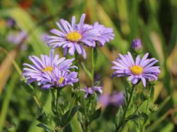Frikarts Aster 'Jungfrau', Aster x frikartii 'Jungfrau', Topfware von Aster x frikartii 'Jungfrau'