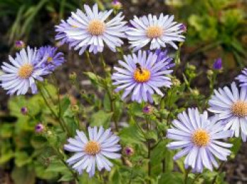 Frikarts Aster 'Wunder von Stäfa', Aster x frikartii 'Wunder von Stäfa', Topfware von Aster x frikartii 'Wunder von Stäfa'