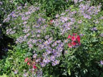 Vermischte-Aster 'TWILIGHT' ®, Aster x herveyi 'TWILIGHT' ®, Topfware von Aster x herveyi 'TWILIGHT' ®