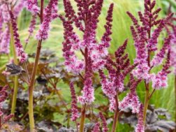 Prachtspiere 'Dark Side of the Moon', Astilbe 'Darkside of the Moon', Containerware von Astilbe 'Darkside of the Moon'